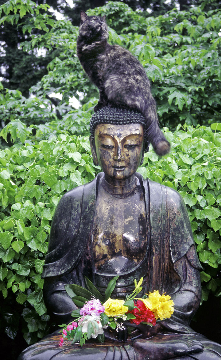 Buddha Guy